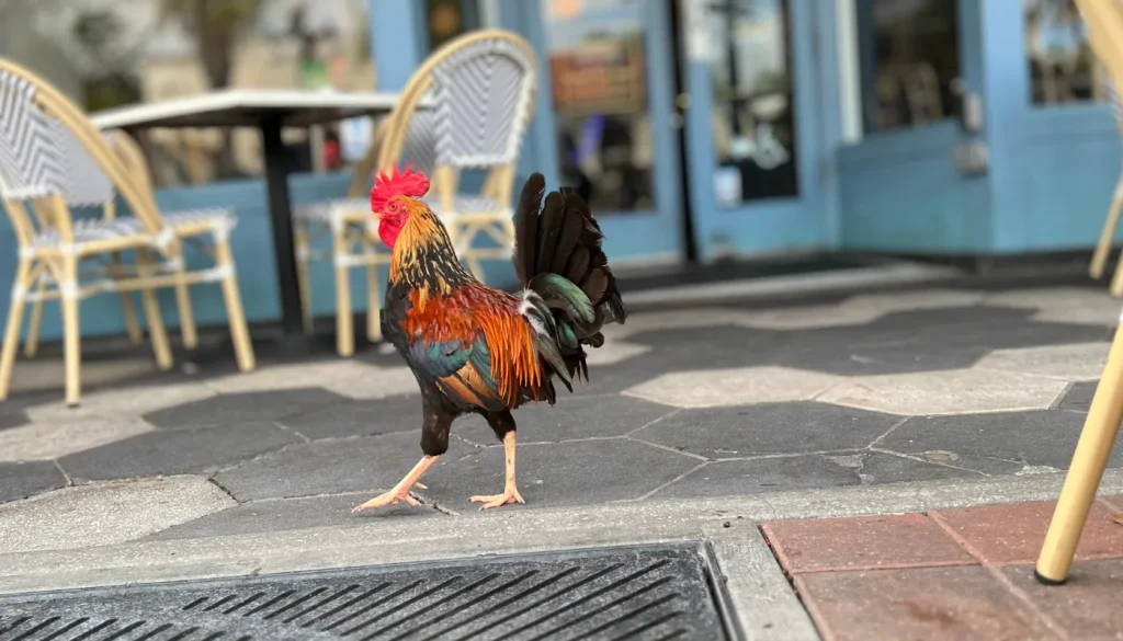 Free range rooster in front of Acropolis Greek Taverna in Ybor City